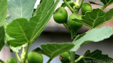 無花果摘心|盆栽無花果怎麼修剪圖解，4個技巧教你剪出品貌俱佳。